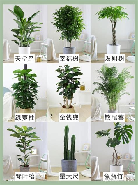 家里植物|19种最适合放在家里养的植物，你家有几种？